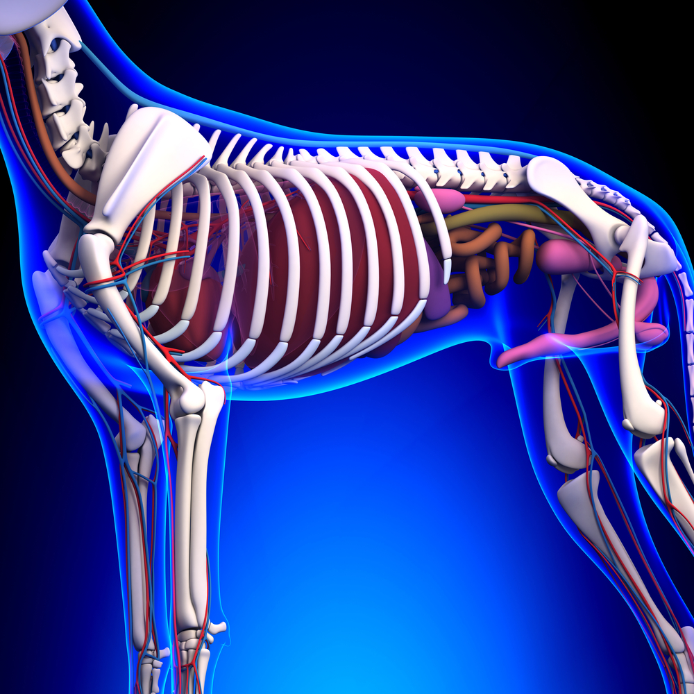 Preclinical Courses in Animal Osteopathy